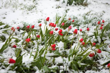 Beklenmedik karla kaplı bahar çiçekleri. Nisan 'da ilkbaharda buzlar.