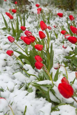 Beklenmedik karla kaplı bahar çiçekleri. Nisan 'da ilkbaharda buzlar.