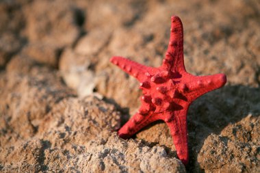 Red starfish lying on soil cracked by erosion and drought. clipart