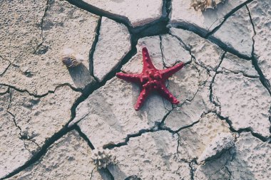 Red starfish lying on soil cracked by erosion and drought. clipart