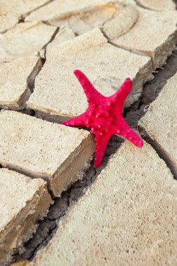 Red starfish lying on soil cracked by erosion and drought. clipart