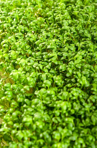 Mikrozielone Mikrozielone Rosnące Tło Mikrozielonym Różne Mikrowarzywa Wegetariańskie Surowe Zdrowej — Zdjęcie stockowe