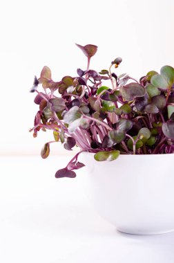 Mikro yeşil arka planda büyüyen mikro yeşiller. Mikro yeşillik çeşitleri. Vejetaryen çiğ sağlıklı gıda konsepti. Metin için yer