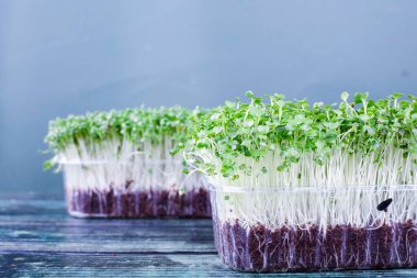 Mikro yeşil arka planda büyüyen mikro yeşiller. Mikro yeşillik çeşitleri. Vejetaryen çiğ sağlıklı gıda konsepti. Metin için yer