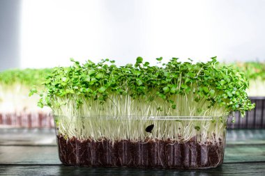 Mikro yeşil arka planda büyüyen mikro yeşiller. Mikro yeşillik çeşitleri. Vejetaryen çiğ sağlıklı gıda konsepti. Metin için yer