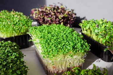 Mikro yeşil arka planda büyüyen mikro yeşiller. Mikro yeşillik çeşitleri. Vejetaryen çiğ sağlıklı gıda konsepti. Metin için yer