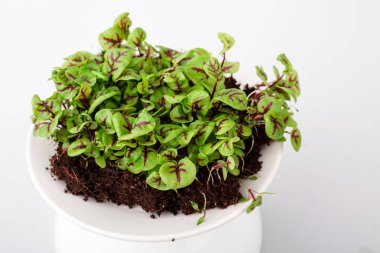 Mikro yeşil arka planda büyüyen mikro yeşiller. Mikro yeşillik çeşitleri. Vejetaryen çiğ sağlıklı gıda konsepti. Metin için yer