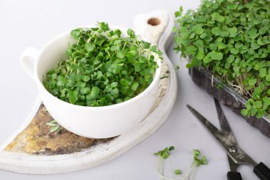 Mikro yeşil arka planda büyüyen mikro yeşiller. Mikro yeşillik çeşitleri. Vejetaryen çiğ sağlıklı gıda konsepti. Metin için yer