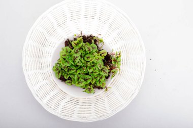 Mikro yeşil arka planda büyüyen mikro yeşiller. Mikro yeşillik çeşitleri. Vejetaryen çiğ sağlıklı gıda konsepti. Metin için yer