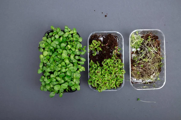 Microgreens Wachsenden Hintergrund Mit Microgreen Verschiedene Arten Von Mikrogemüse Vegetarisches — Stockfoto