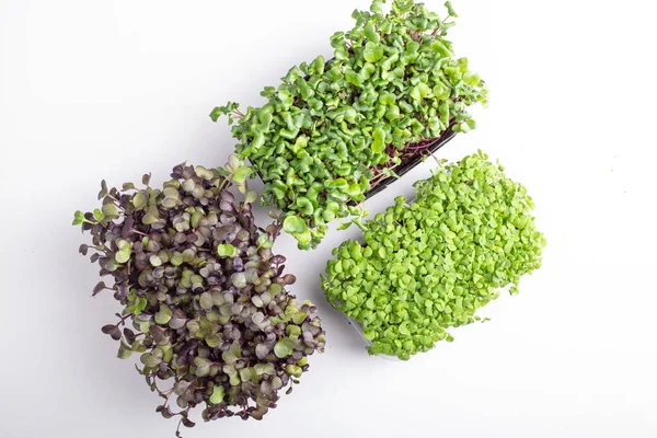 Microgreens Αυξάνεται Φόντο Microgreen Ποικιλία Από Μικροπράσινα Χορτοφαγικά Ακατέργαστο Υγιεινό — Φωτογραφία Αρχείου