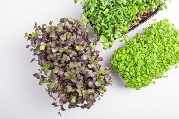 Microgreens Αυξάνεται Φόντο Microgreen Ποικιλία Από Μικροπράσινα Χορτοφαγικά Ακατέργαστο Υγιεινό — Φωτογραφία Αρχείου