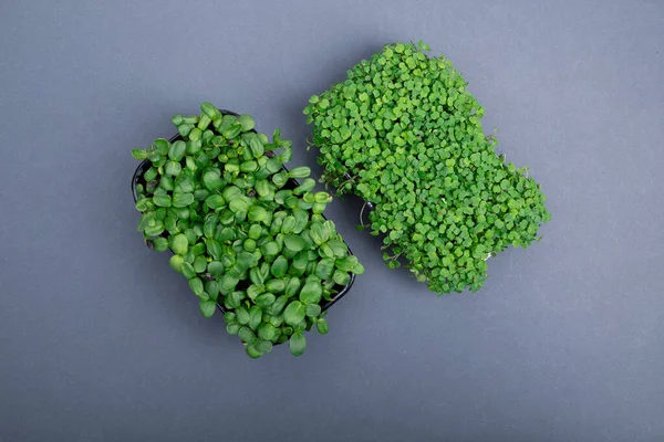 녹색을 배경으로 자라고 있습니다 야채의 채소는 건강에 음식의 개념입니다 원문을 — 스톡 사진