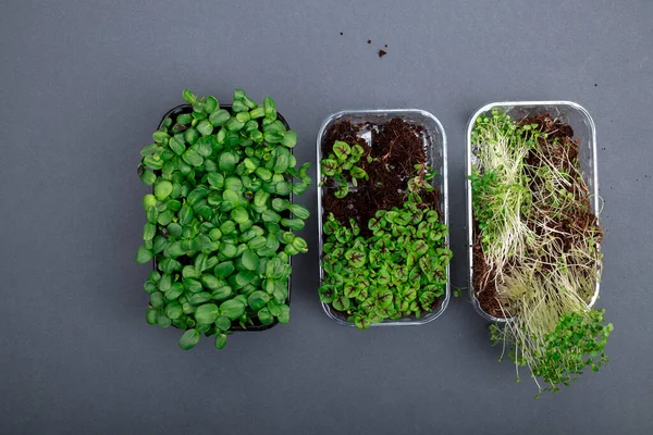 Microgreens Wachsenden Hintergrund Mit Microgreen Verschiedene Arten Von Mikrogemüse Vegetarisches — Stockfoto