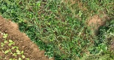 Tarlada yetişen yeşil bitkilerin manzarası