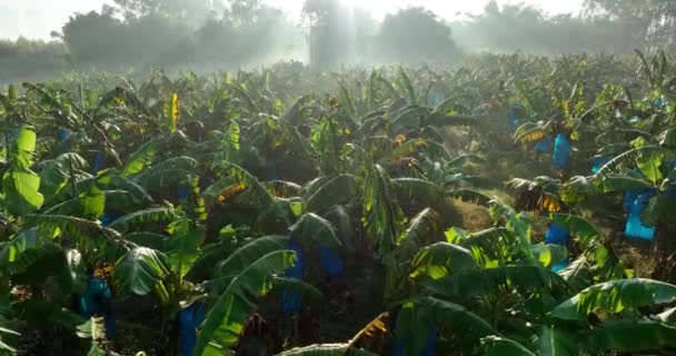 Άποψη Της Καλλιέργειας Μπανανών Στον Αγρό — Αρχείο Βίντεο