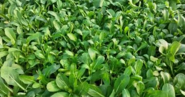 Tarlada yetişen yeşil bitkilerin manzarası