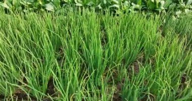 Tarlada yetişen yeşil bitkilerin manzarası