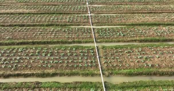 Luchtfoto Van Groenveldplantages — Stockvideo