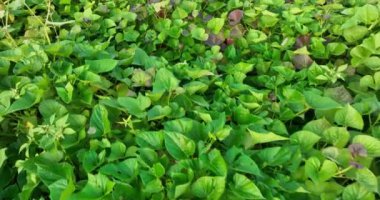 Tarlada yetişen yeşil bitkilerin manzarası