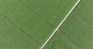 Şeker kamışı bitkilerinin hava manzarası tarlada yetişiyor.