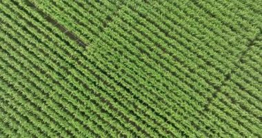 Tarlada yetişen şeker kamışı bitkileri, hava manzarası