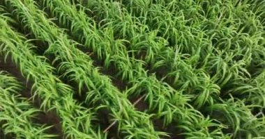 Tarlada yetişen şeker kamışı bitkileri, hava manzarası