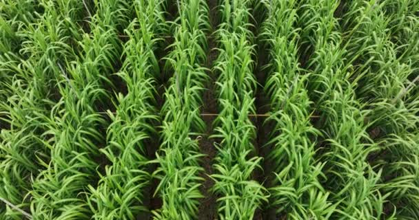 Zuckerrohrpflanzen Wachsen Auf Dem Feld Luftaufnahme — Stockvideo