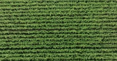 Tarlada yetişen şeker kamışı bitkileri, hava manzarası