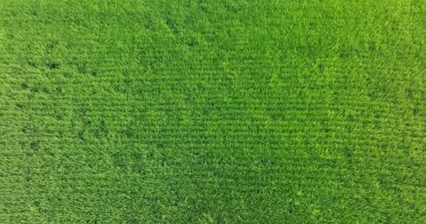 畑に生えているサトウキビの植物 空中風景 — ストック動画