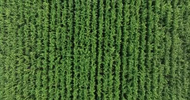 生长在田里的甘蔗植物 空中景观 — 图库视频影像