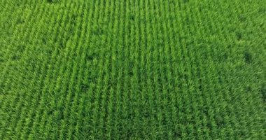 Tarlada yetişen şeker kamışı bitkileri, hava manzarası