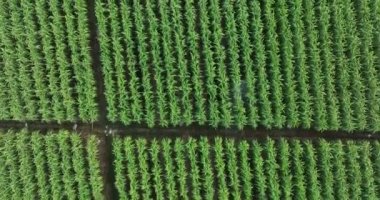 Tarlada yetişen şeker kamışı bitkileri, hava manzarası