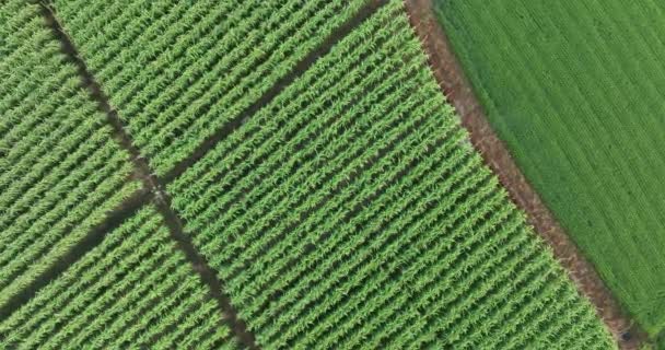 生长在田里的甘蔗植物 空中景观 — 图库视频影像