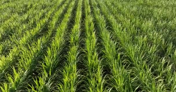 Suikerriet Planten Groeien Het Veld Vanuit Lucht Gezien — Stockvideo