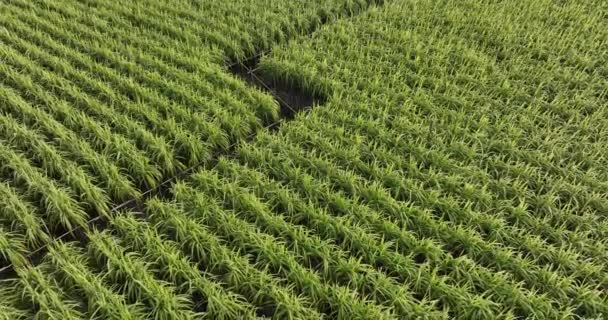 Zuckerrohrpflanzen Wachsen Auf Dem Feld Luftaufnahme — Stockvideo