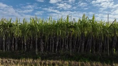 Sugarcane plants growing on the field