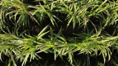 Sugarcane plants growing on the field