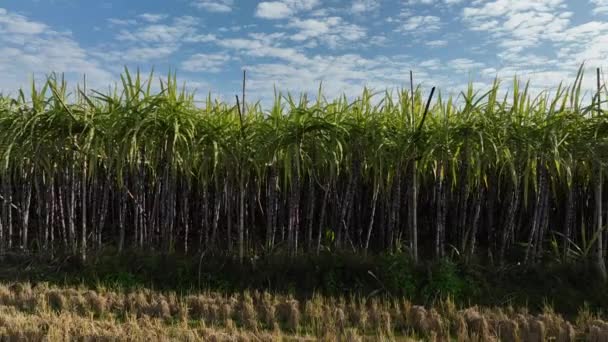 Sugarcane Plants Growing Field — Wideo stockowe