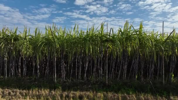 Sugarcane Plants Growing Field — Stockvideo