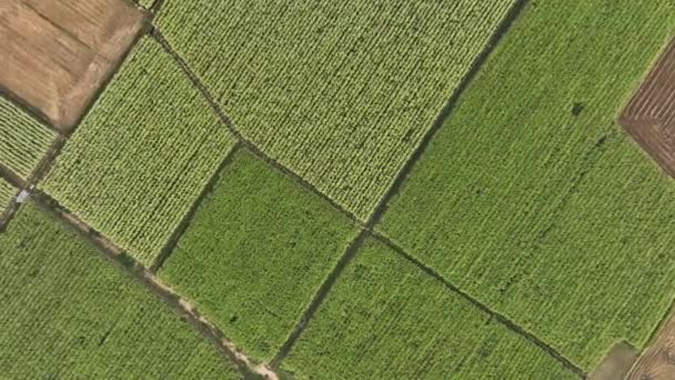 Sugarcane Plants Growing Field — Αρχείο Βίντεο