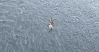 Sudaki ördekler ve sualtındaki balıklar.