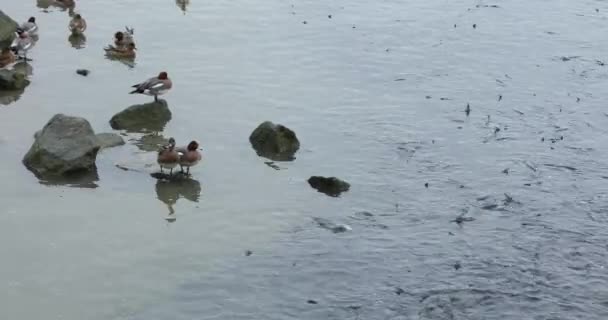 Flock Birds Water — Stock Video