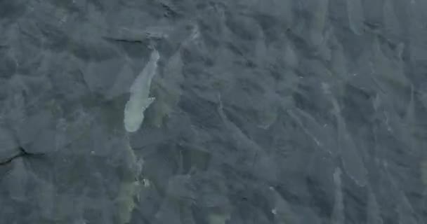 Вид Рыбу Плавающую Озере — стоковое видео