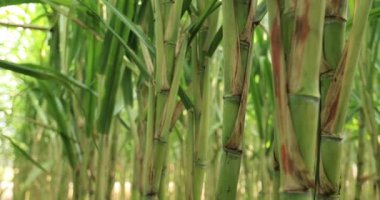 Sugarcane plants growing on the field