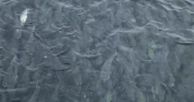 Gölde yüzen balık manzarası