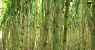 Sugarcane plants growing on the field