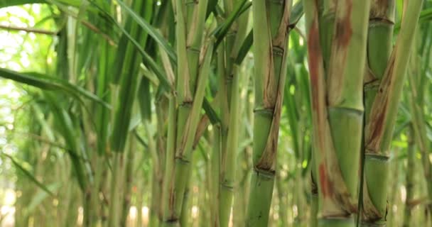 Sugarcane Plants Growing Field — Vídeos de Stock