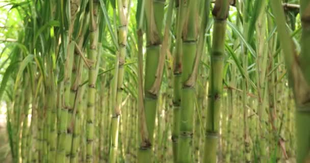 Sugarcane Plants Growing Field — Video