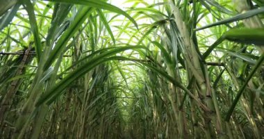 Sugarcane plants growing on the field